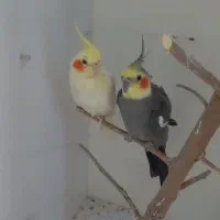جفت عروس هلندی