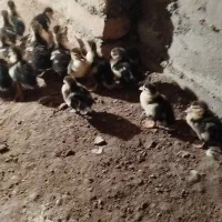 جوجه اردک اسراییلی