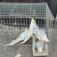 عروس هلندی مولد