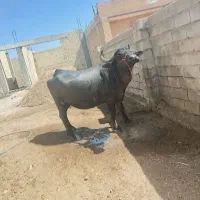 گامیش سرحال شکم ۴یک ماه مانده به زایمان