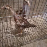 دوعدد جوجه لاری افغان