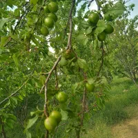 زمین-باغ-دامداری-1500متر-اندزق-پیرعلی
