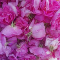 گل محمدی با عطر ورنگ خاص