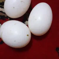 تخم کبوتر