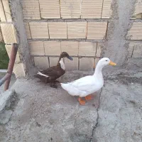 اورک،هلندی