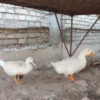 اردک|حیوانات مزرعه|باوی, |دیوار