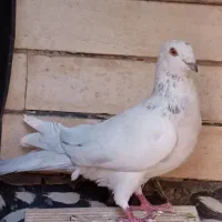 کبوتر