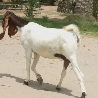 بز پاکستانی آبستن (رودبار شاه آباد)