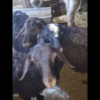 چهار عدد بره نر قزل