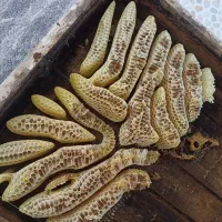 عسل طبیعی میران