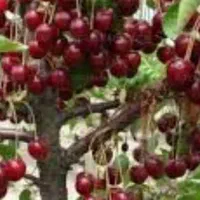 فروش آلبالو و گیلاس عمده