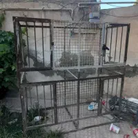 قفس مرغ و خروس