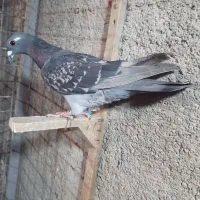 کبوتر صیدجوجه پرشی