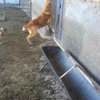 سگ فوق نگهبان