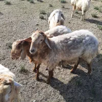 بره نر|حیوانات مزرعه|ارشق, |دیوار