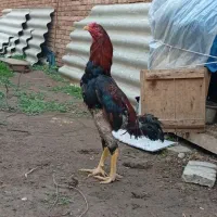 خروس لاری