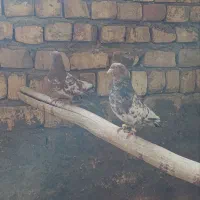 نروماده کله هندی فروشی