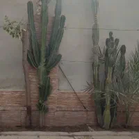 کاکتوس