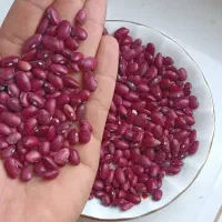 لوبیا قرمز بوجاری شده