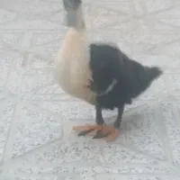یک عدداردک ۴۰روزه