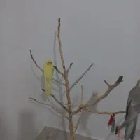 فروش عروس هلندی