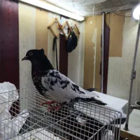 یک جفت کله سیاه و سینه سیاه