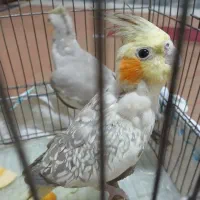یک جفت عروس هلندی جوان و خوشکل