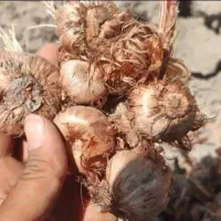 پیازدرشت سورت شده