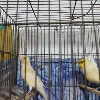 قناری ماده آماده