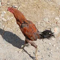 مرغ تخم گذار و خروس جوان