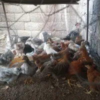 جوجه گلپایگان 2ماهه