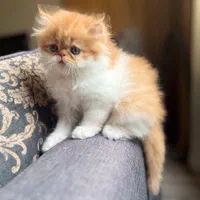 گربه های اشرافی iran cats