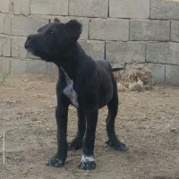 توله 2 ماهه سگ گریت دین