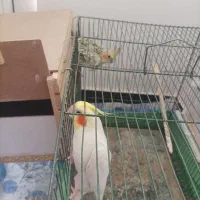 عروس هلندی