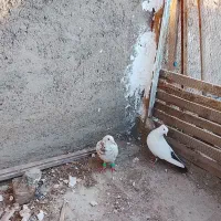 کبوتر