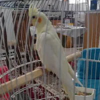 عروس هلندی .مرغ عشق