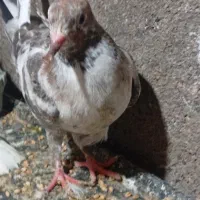 جوجه سار کاکلی هفت‌رنگ نر