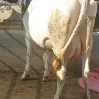 گاو شیری هلندی آبستن