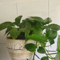 گل‌های طبیعی معاوضه