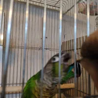 گرینجیک|پرنده|فیرورق, |دیوار