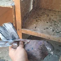 کبوتر