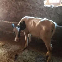 گاوشیری باگوساله آبستن