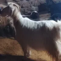 بزوبزغاله