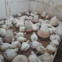 مرغ گوشتی اورگانیک