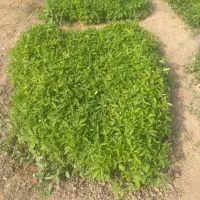 شتیل همه چی موجود است