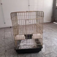 قفس عروس هلندی