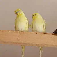 فروش فوری