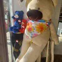 شاسخین ۲ متری