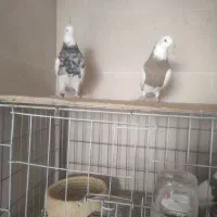 جفت طوقی