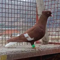 نر سرک دم سفید بدون شمعک